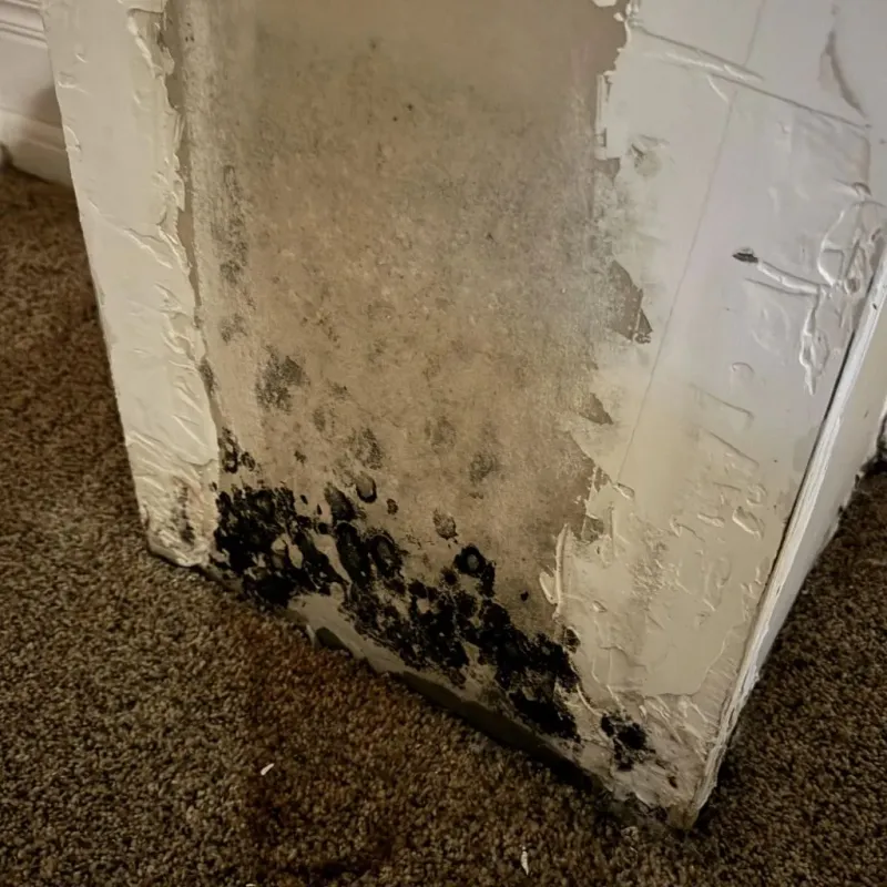 Professional Mold Removal in Burton, SC